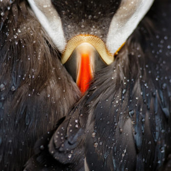 Puffin studio ©Mario Suarez Porras (Espagne)