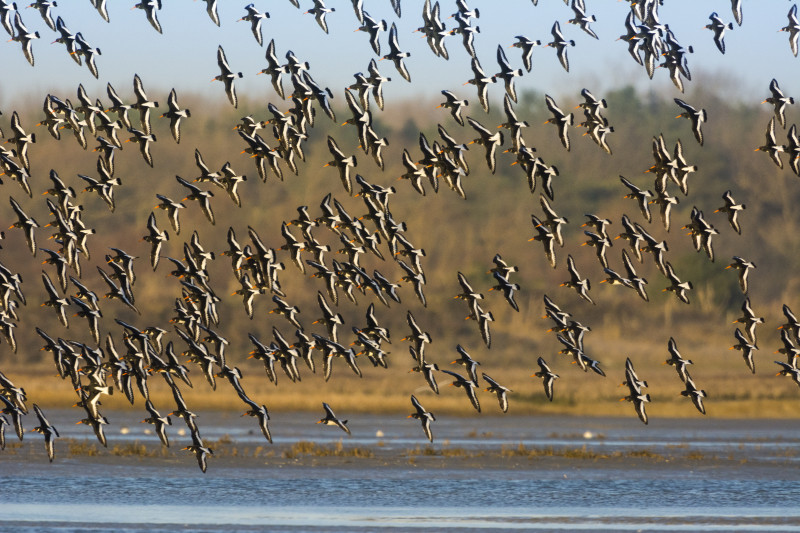 Huitriers-pies en vol en baie de Somme. Saison : Hiver - Lieu : Plage de la Maye, Le Crotoy © Stéphane BOUILLAND