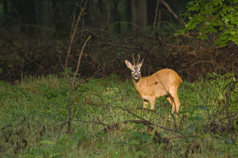 Agrandir l'image Sortie naturaliste et musicale en Forêt de Crécy (image 4)