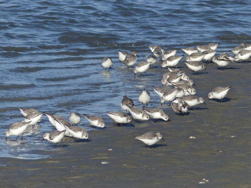 Agrandir l'image Ces merveilleux trésors volants (image 2)