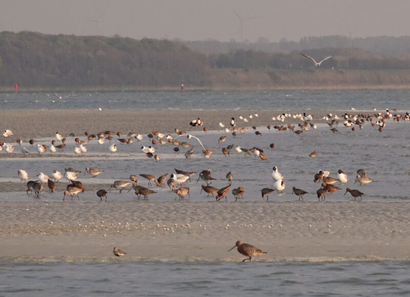 Agrandir l'image Ces merveilleux trésors volants (image 3)