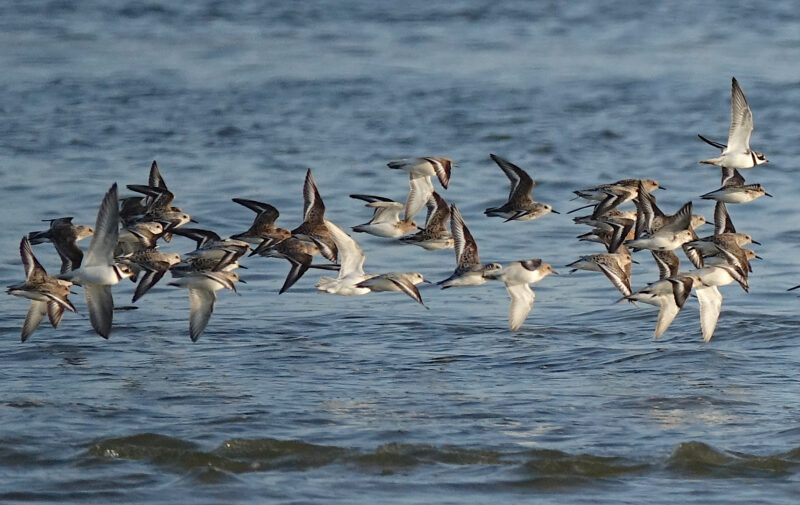 Agrandir l'image Ces merveilleux trésors volants (image 4)