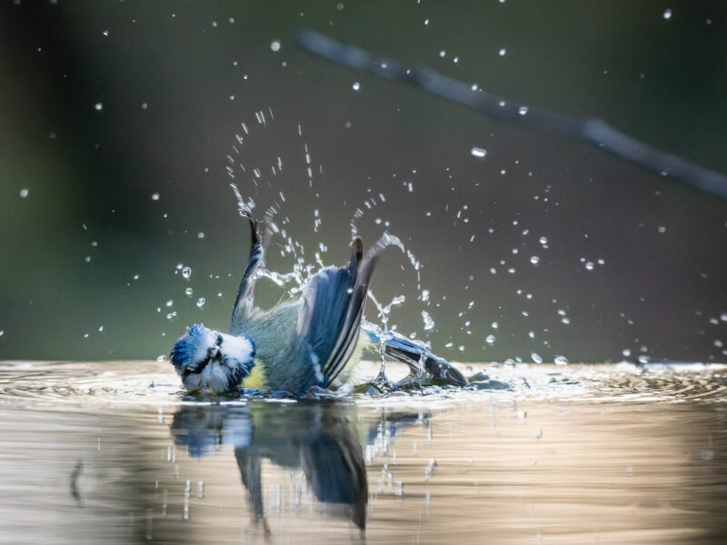 Agrandir l'image Explorez la magie de la photo animalière (image 13)