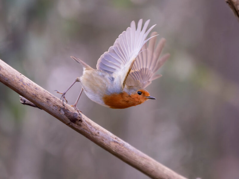 Agrandir l'image Explorez la magie de la photo animalière (image 12)