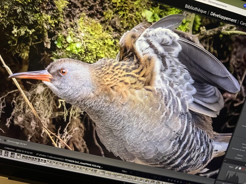 Agrandir l'image Explorez la magie de la photo animalière (image 5)