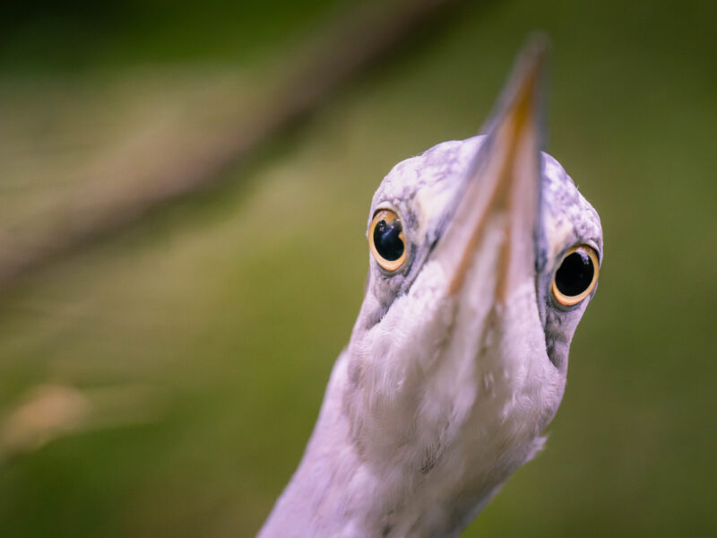 Agrandir l'image Explorez la magie de la photo animalière (image 11)