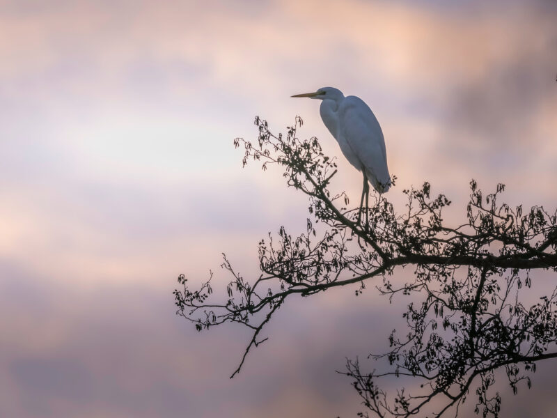Agrandir l'image Explorez la magie de la photo animalière (image 3)