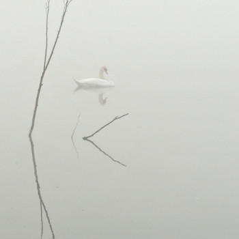 COUP DE COEUR - 10136-plume_de_brume