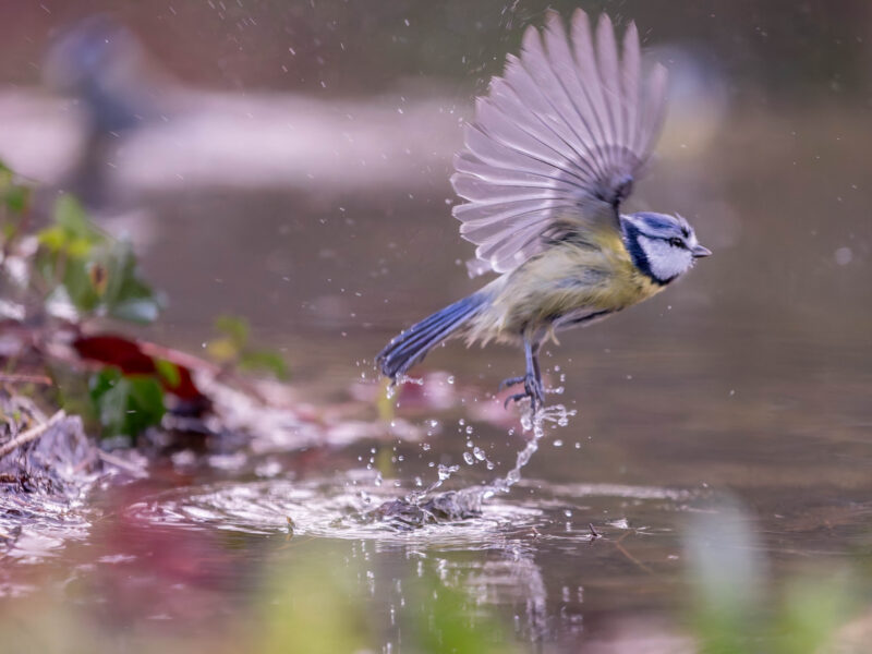 Agrandir l'image Capter la magie des ailes déployées (image 2)