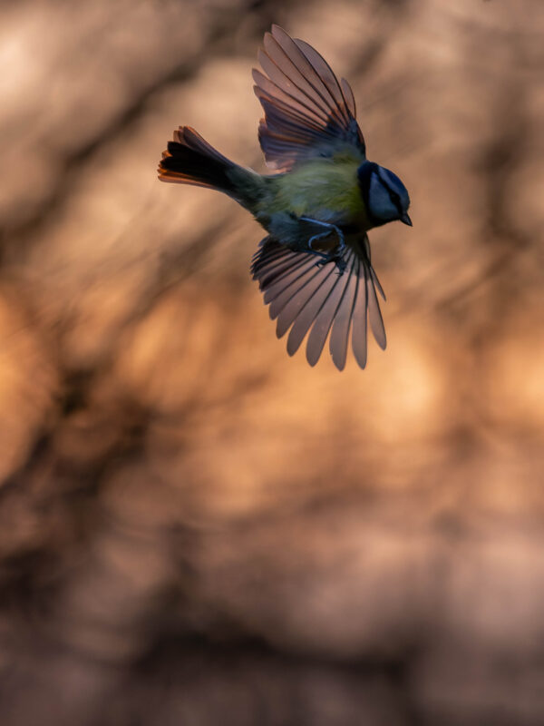 Agrandir l'image Capter la magie des ailes déployées (image 3)