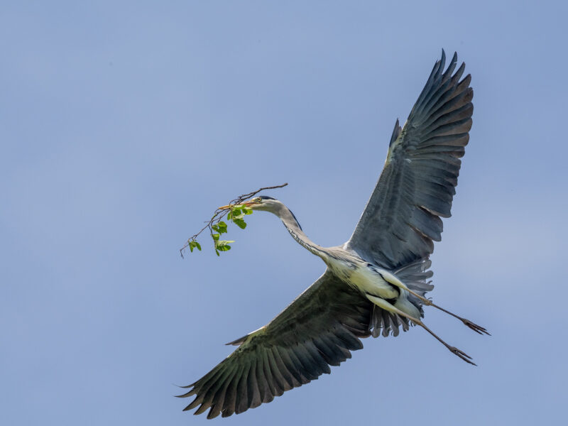 Agrandir l'image Capter la magie des ailes déployées (image 11)
