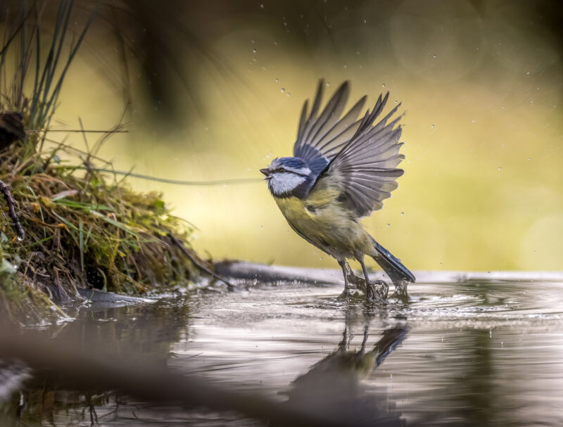 Agrandir l'image Capter la magie des ailes déployées (image 7)