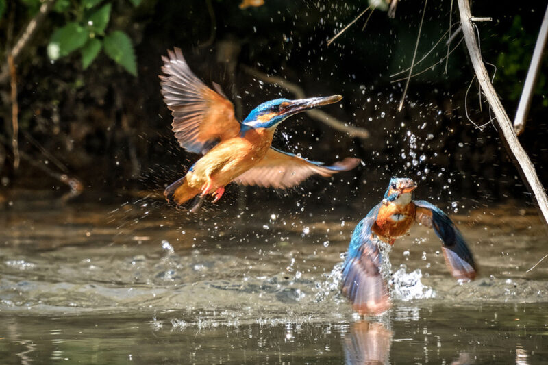 Agrandir l'image Capter la magie des ailes déployées (image 4)
