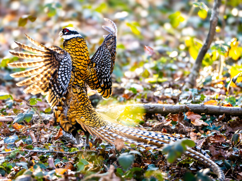 Agrandir l'image Capter la magie des ailes déployées (image 9)