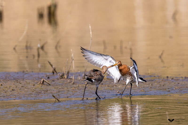 Agrandir l'image Deux jours pour photographier la faune (image 7)