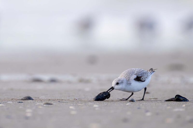 Agrandir l'image Deux jours pour photographier la faune (image 6)