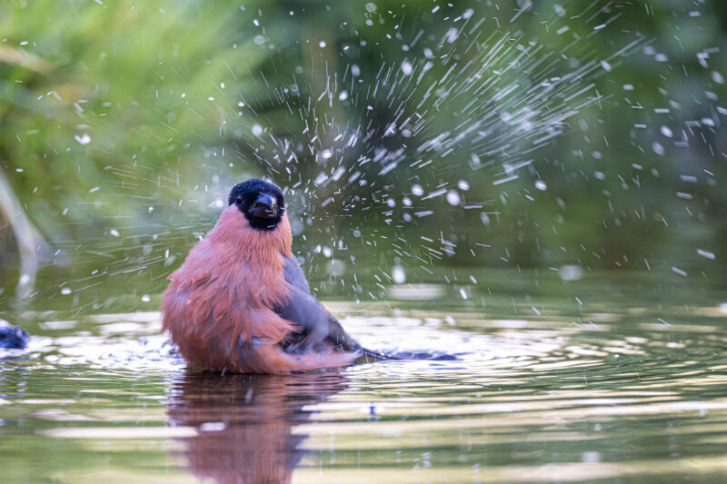Agrandir l'image Deux jours pour photographier la faune (image 5)