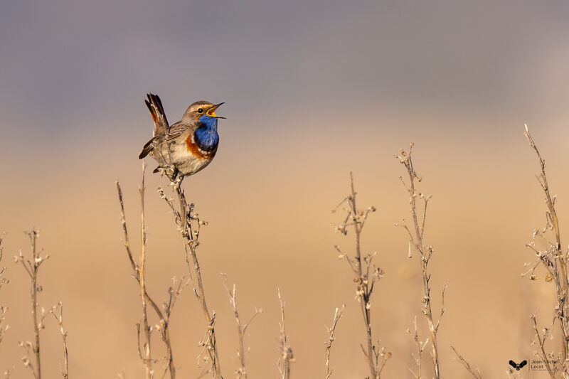 Agrandir l'image Deux jours pour photographier la faune (image 3)