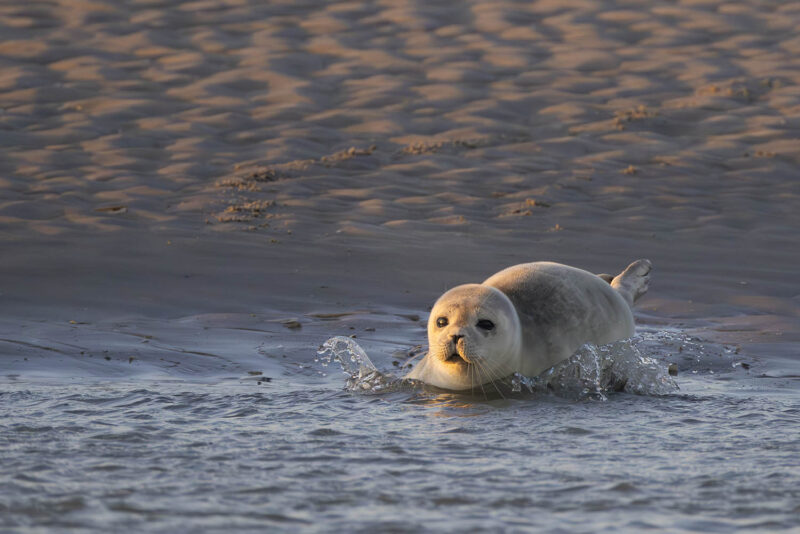 Agrandir l'image Deux jours pour photographier la faune (image 2)
