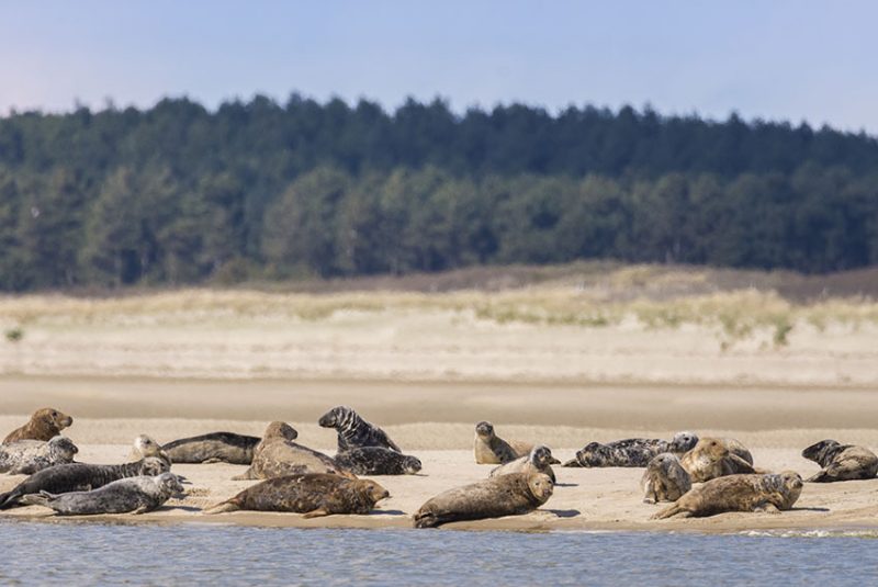 Agrandir l'image Les phoques de la Baie (image 2)