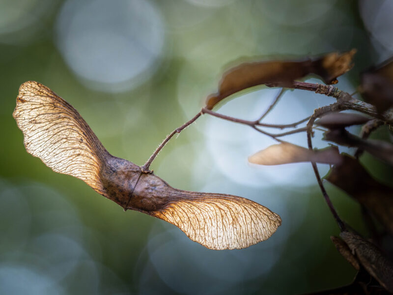 Agrandir l'image Stage macro : révélez la beauté cachée (image 2)