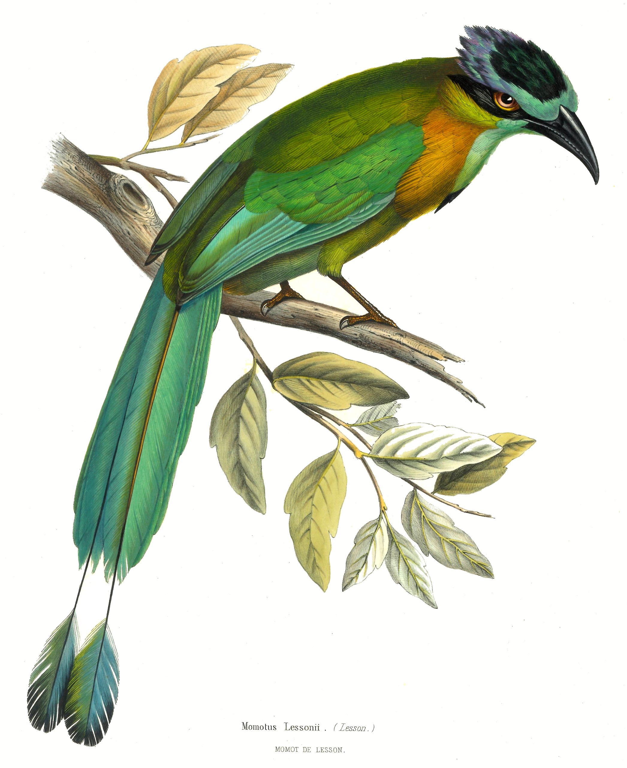 De couleurs et de lumière : l'iconographie ornithologique d'Oeillet des Murs