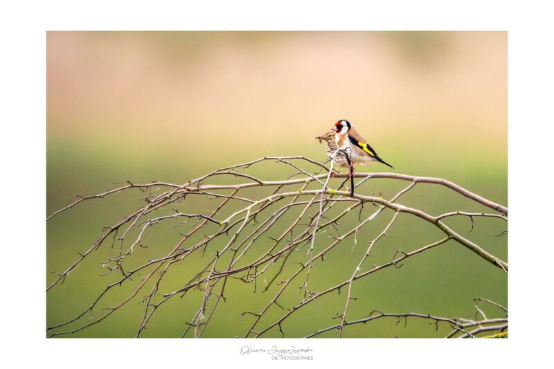 Agrandir l'image La matinale ornitho ! (image 2)