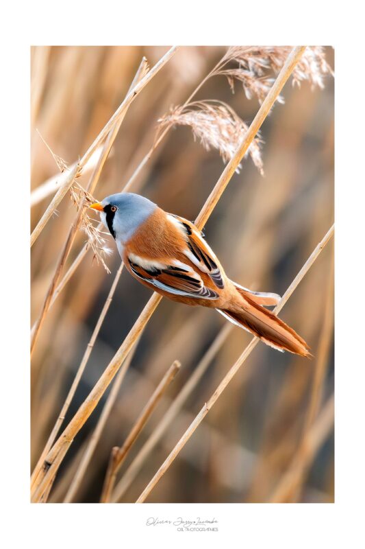 Agrandir l'image La matinale ornitho ! (image 3)