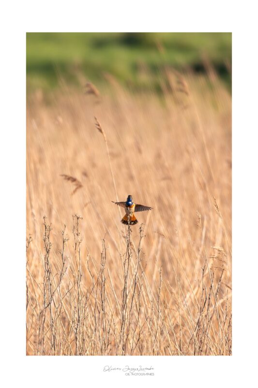 Agrandir l'image La matinale ornitho ! (image 4)
