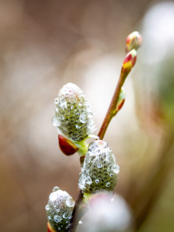 Agrandir l'image Macro d'insectes, safari photo au cœur de la prairie (image 2)