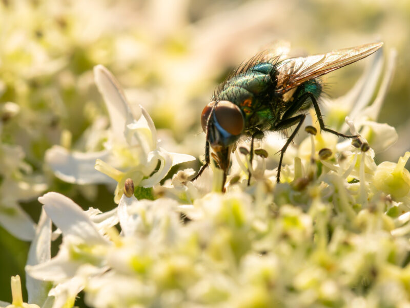 Agrandir l'image Macro d'insectes, safari photo au cœur de la prairie (image 3)