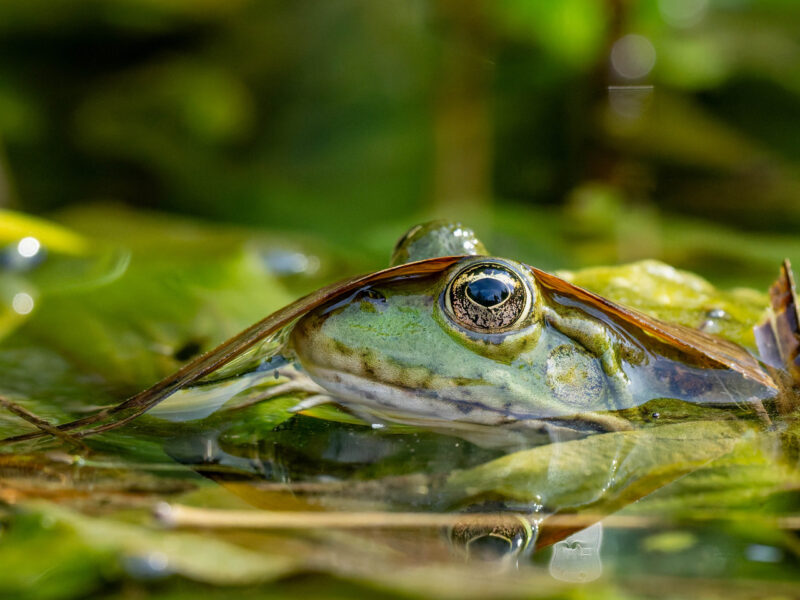 Agrandir l'image Macro d'insectes, safari photo au cœur de la prairie (image 5)