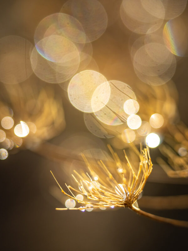 Agrandir l'image Macro d'insectes, safari photo au cœur de la prairie (image 4)