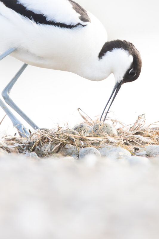 Agrandir l'image Le ballet des oiseaux et des marées - Parc du Marquenterre (image 4)