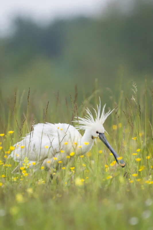 Agrandir l'image Le ballet des oiseaux et des marées - Parc du Marquenterre (image 3)