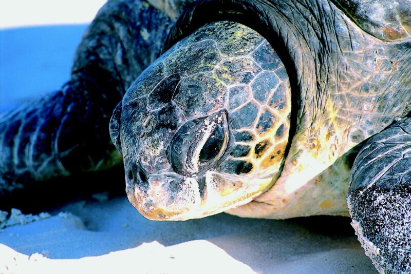 Agrandir l'image Soirée d'inauguration (image 4)