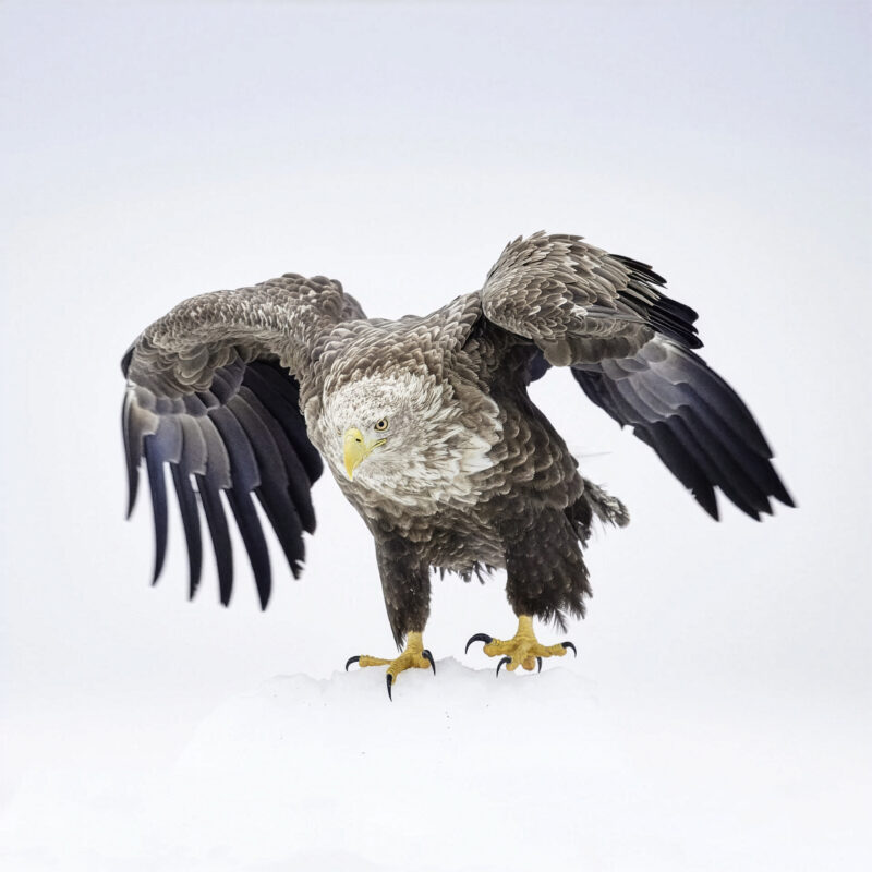 Agrandir l'image Fédération Photographique de France (image 3)