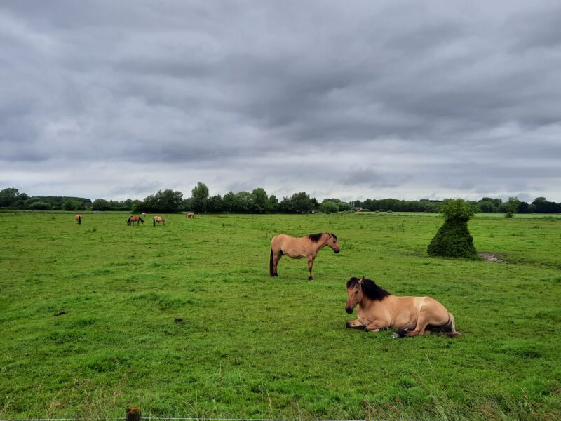 Agrandir l'image Aventure Henson : jeu de piste au cœur des terres du Marquenterre (image 3)