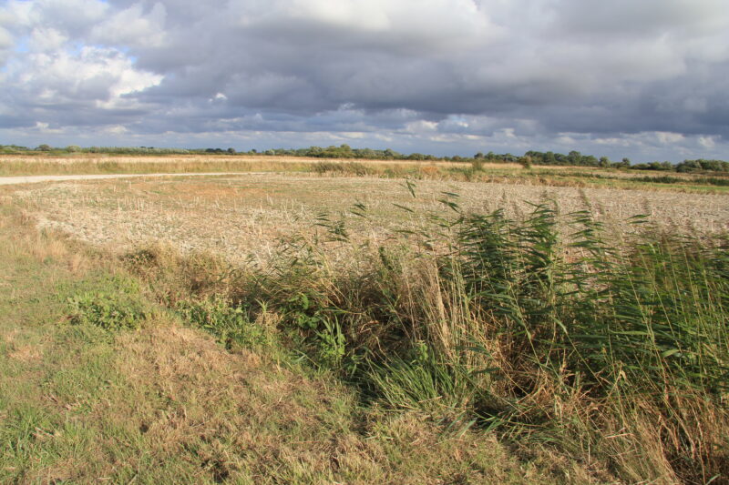 Agrandir l'image Aventure Henson : jeu de piste au cœur des terres du Marquenterre (image 5)