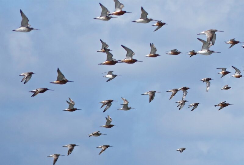 Agrandir l'image Les voyageurs du Grand Nord (image 3)