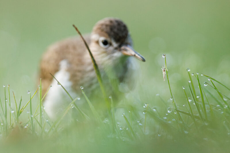 Agrandir l'image Les plus belles photos d'oiseaux du Festival (image 4)