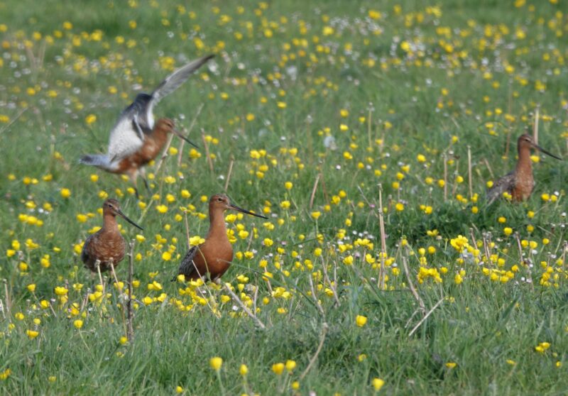 Agrandir l'image Les voyageurs du Grand Nord (image 2)