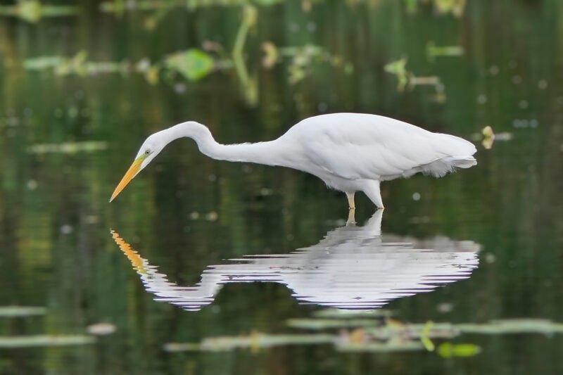 Agrandir l'image Les oiseaux des étangs de Commelles (image 2)