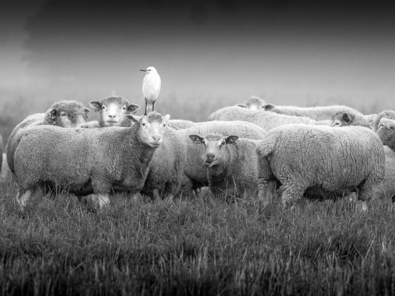 Agrandir l'image A la recherche des grands oiseaux blancs (image 3)