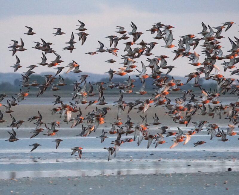 Agrandir l'image Les voyageurs du Grand Nord (image 4)