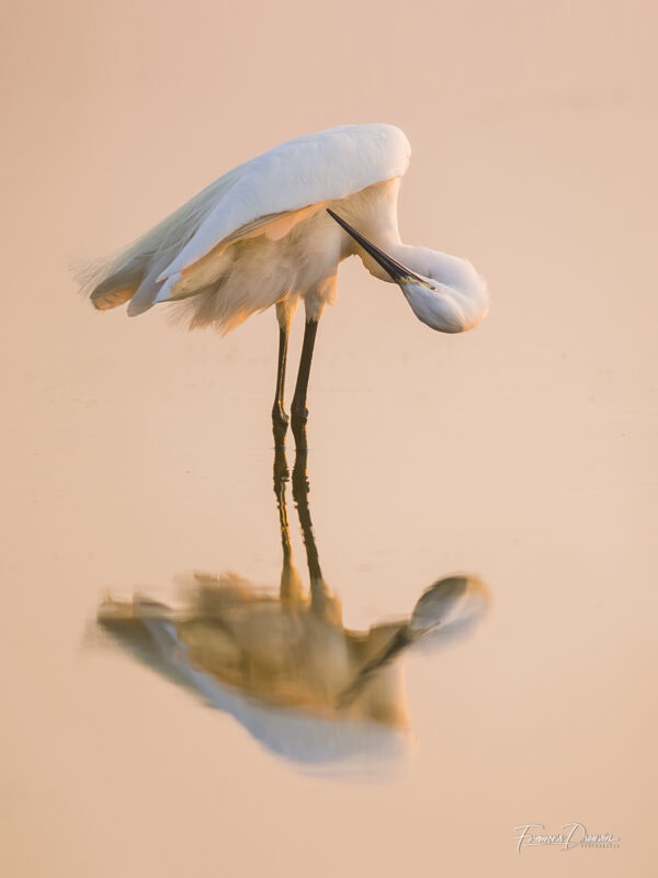 Agrandir l'image A la recherche des grands oiseaux blancs (image 5)