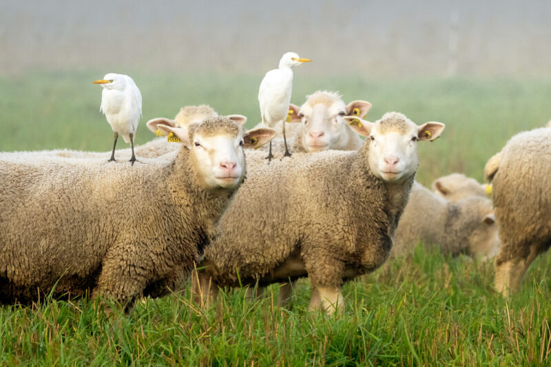 Agrandir l'image A la recherche des grands oiseaux blancs (image 4)