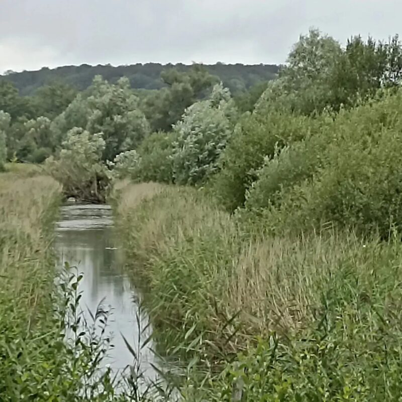 Agrandir l'image Oiseau Faisant, au fil de l'eau et du silence (image 9)
