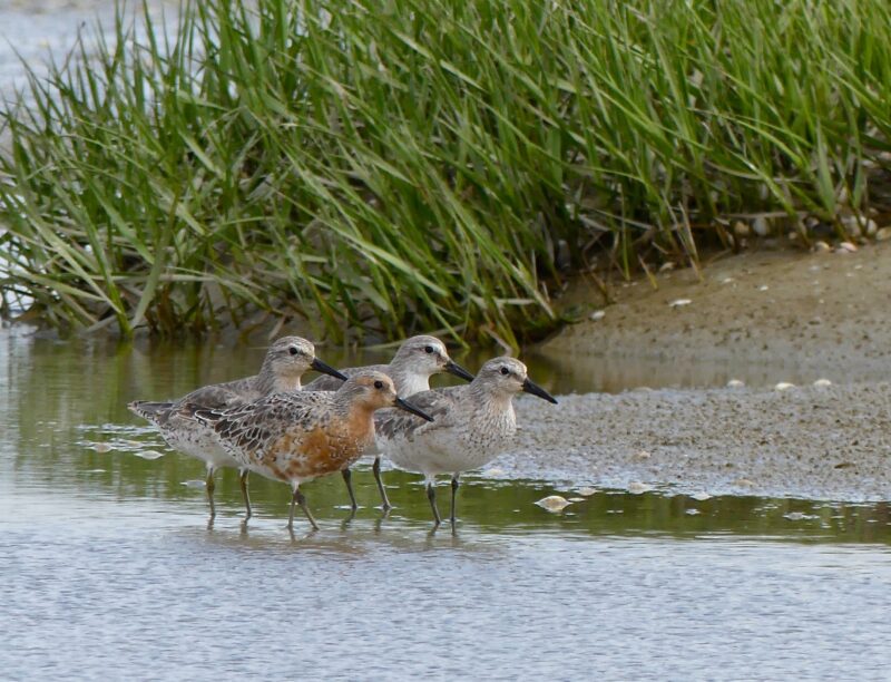 Agrandir l'image Les voyageurs du Grand Nord (image 5)