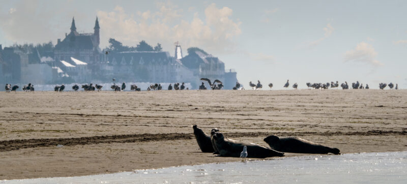 Agrandir l'image Aventure photo unique en baie de Somme (image 4)
